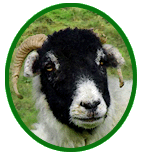 Doris the sheep