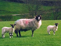 swaledale sheep and lambs