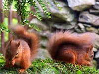 red squirrels at Sadgill