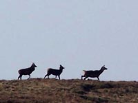red deer on Sleddale Fell
