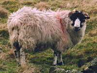 Rough Fell sheep 2007, Toms Howe flock