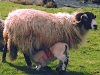 swaledale sheep and lamb with smit mark M