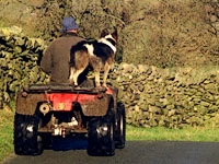 farmer and sheepdog on quad bike