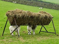 lambs feeding on last year's hay