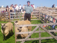 showing Teeswater sheep 2004, Murthwaite flock
