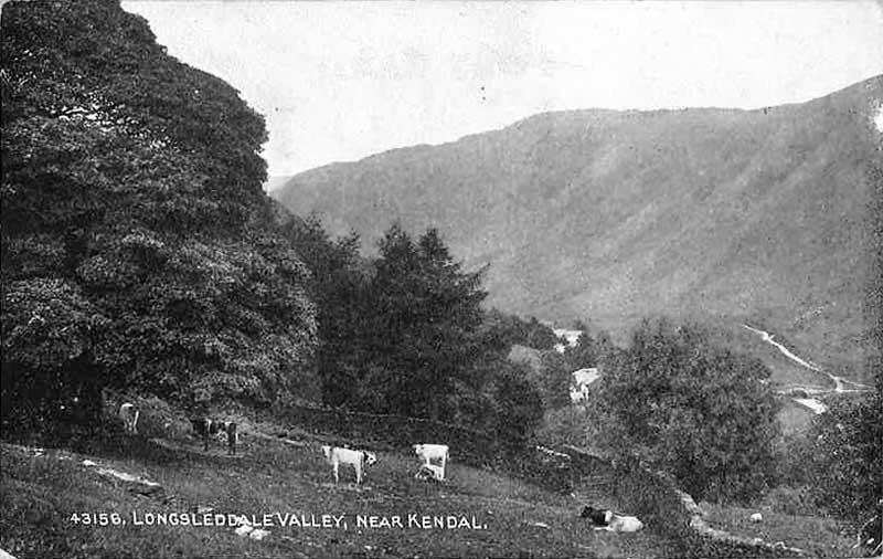 Cattle above Sadgill, 1920s-1930s?