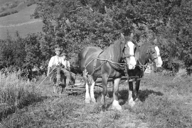 Harvesting, 1940s-1950s