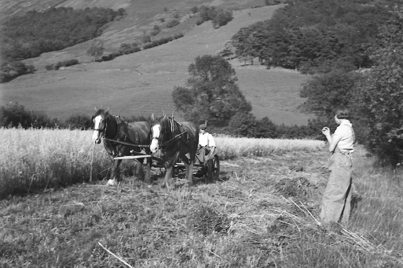 Harvesting, 1940s-1950s